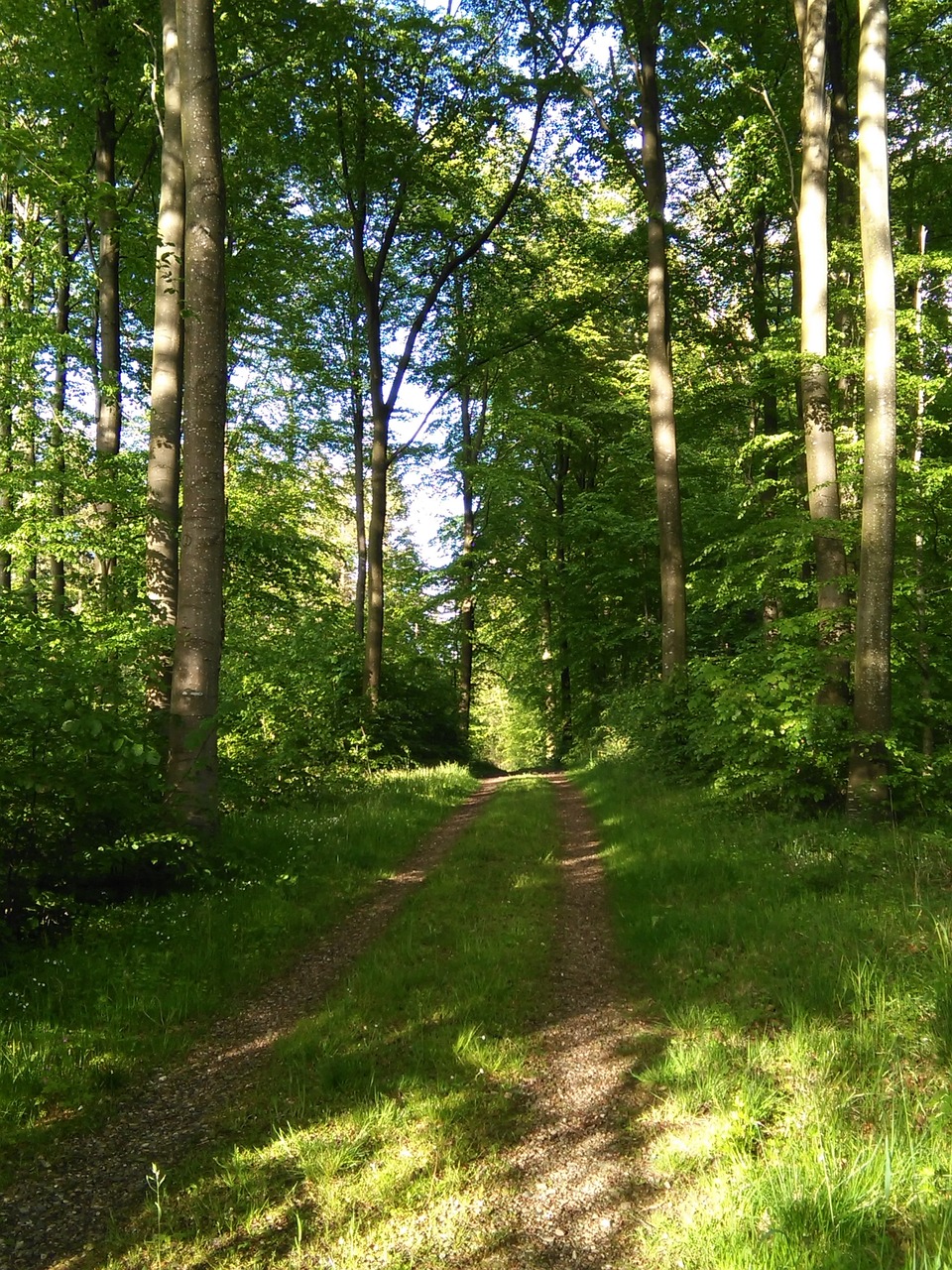 forest forest path natural free photo