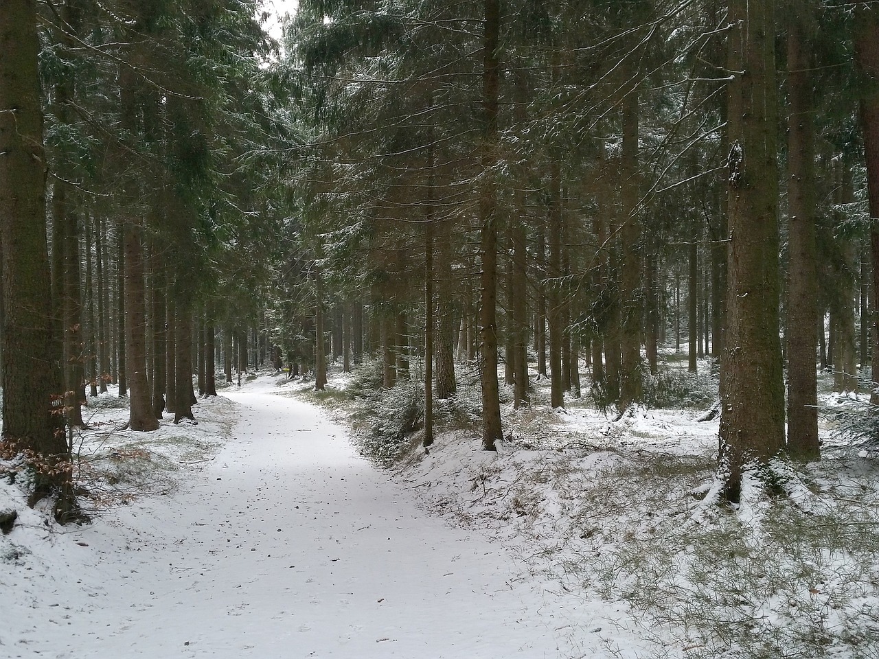 forest mühlviertel winter free photo