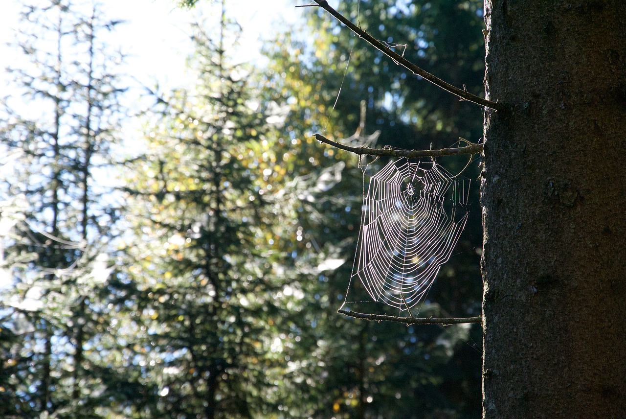 forest spider web sweden free photo