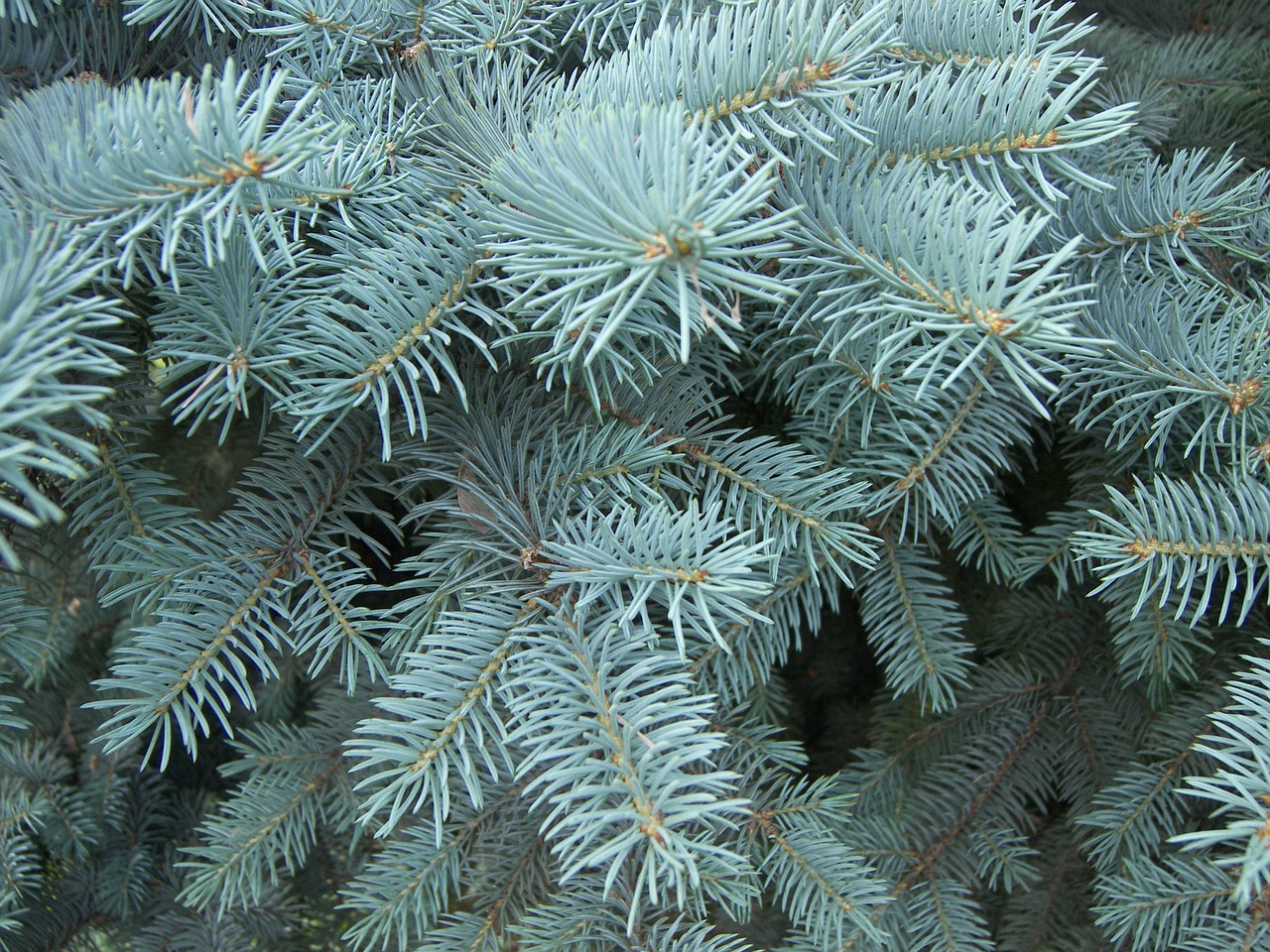 forest spruce blue spruce free photo