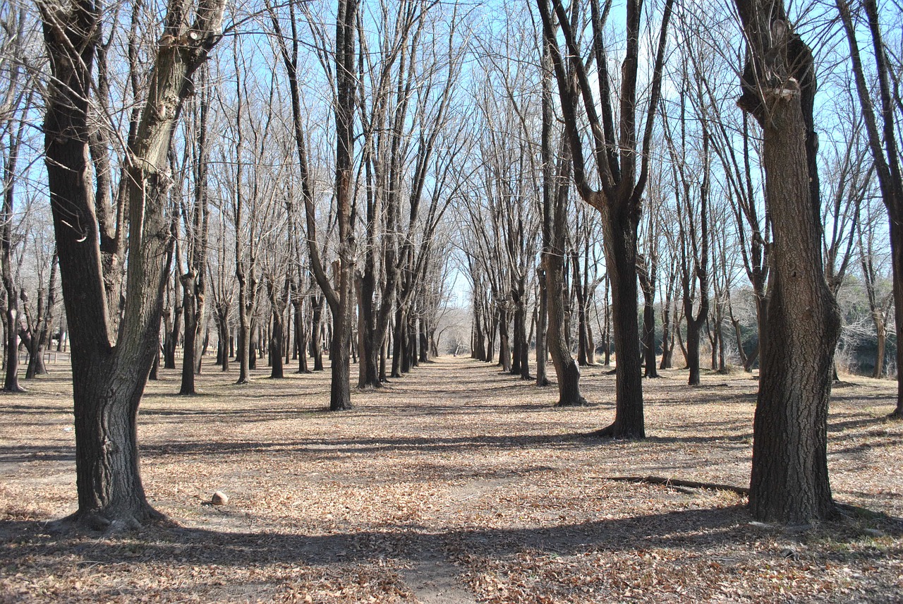 forest tree trees free photo