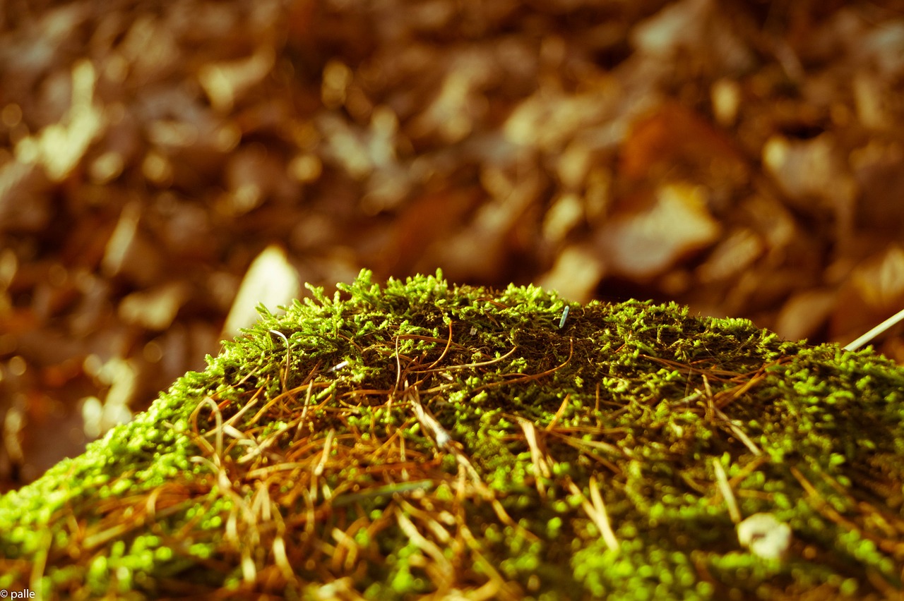 moss forest nature free photo