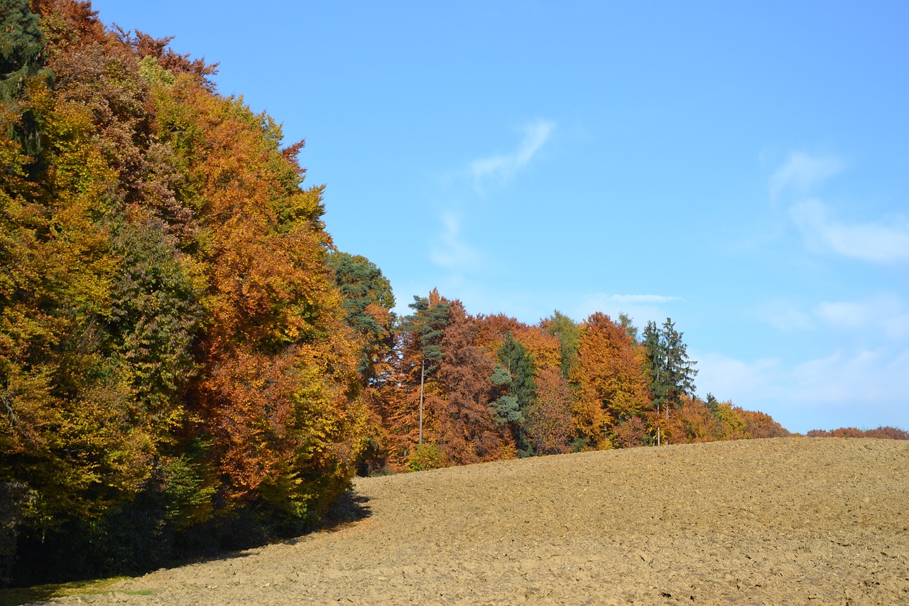 forest autumn arable free photo