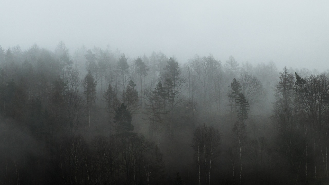 forest fog weather free photo