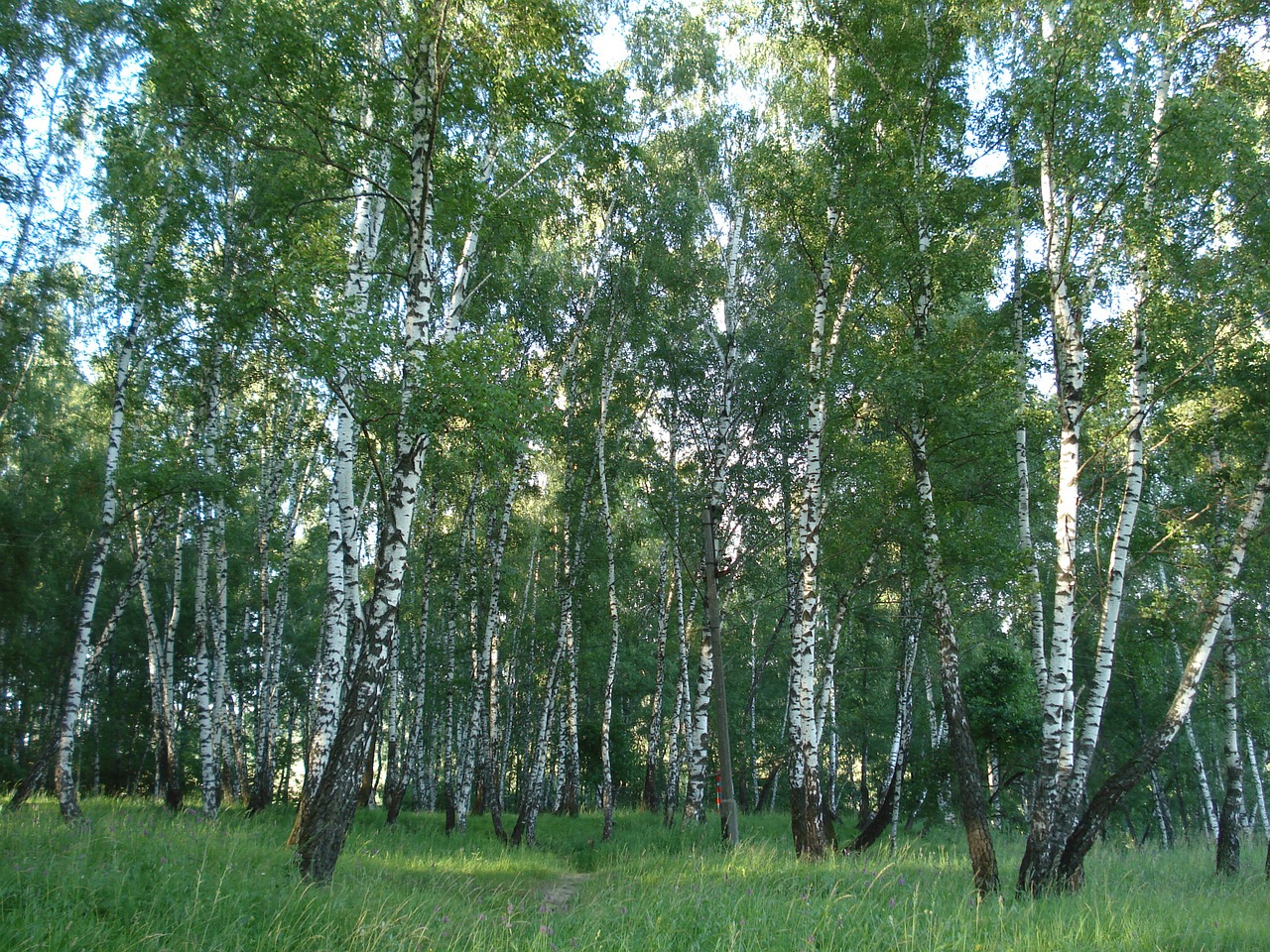 forest birch russia free photo