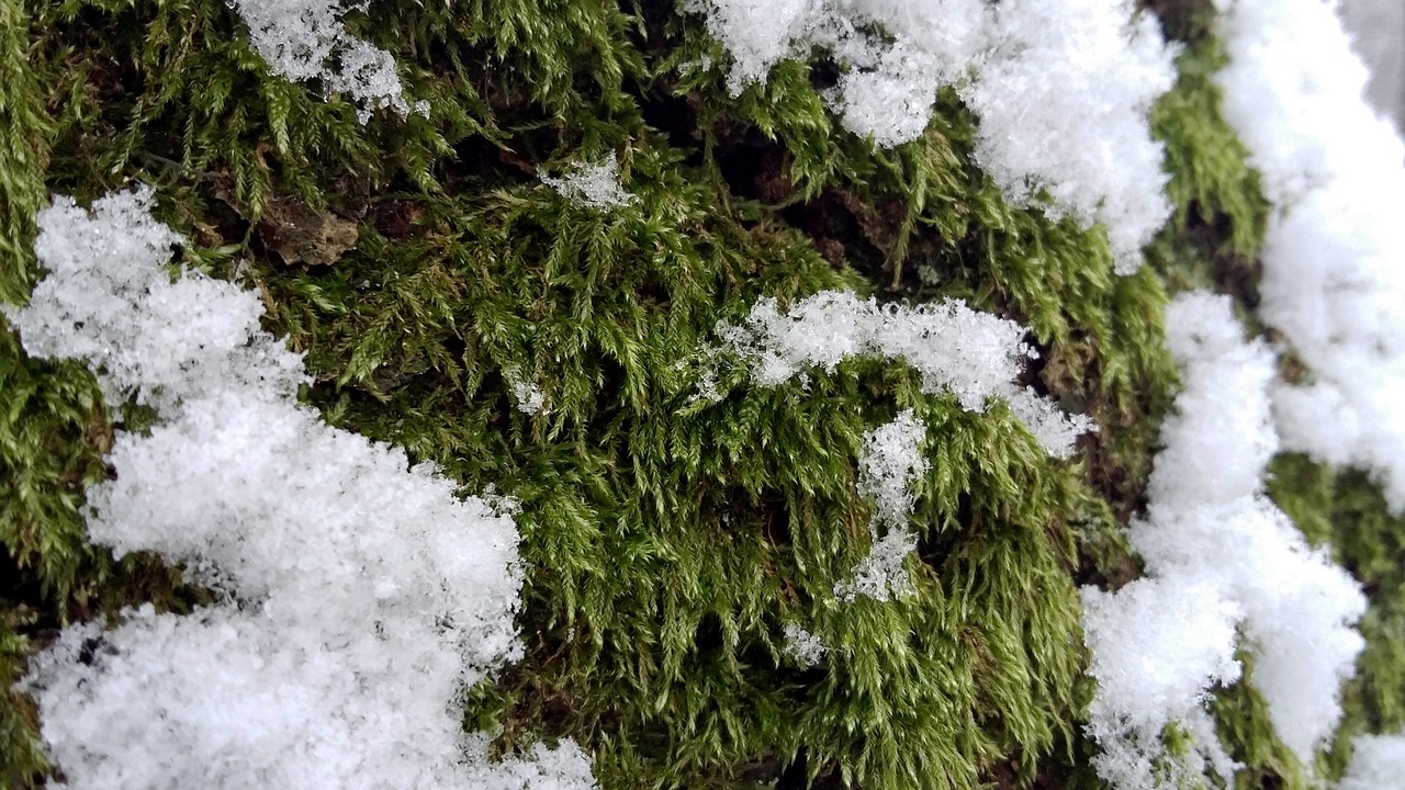 forest winter snow free photo