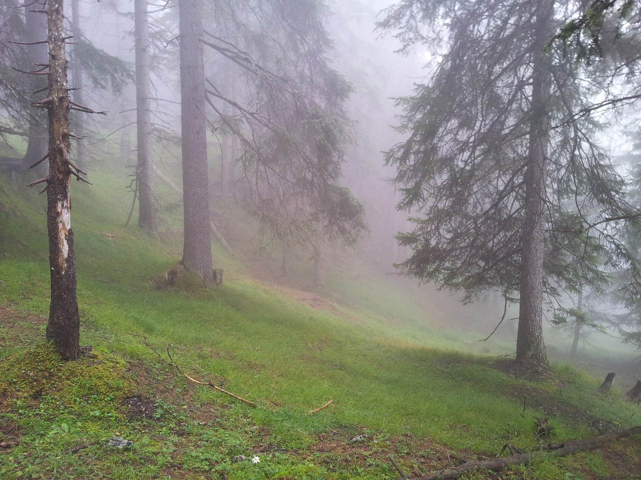 forest fog nature free photo