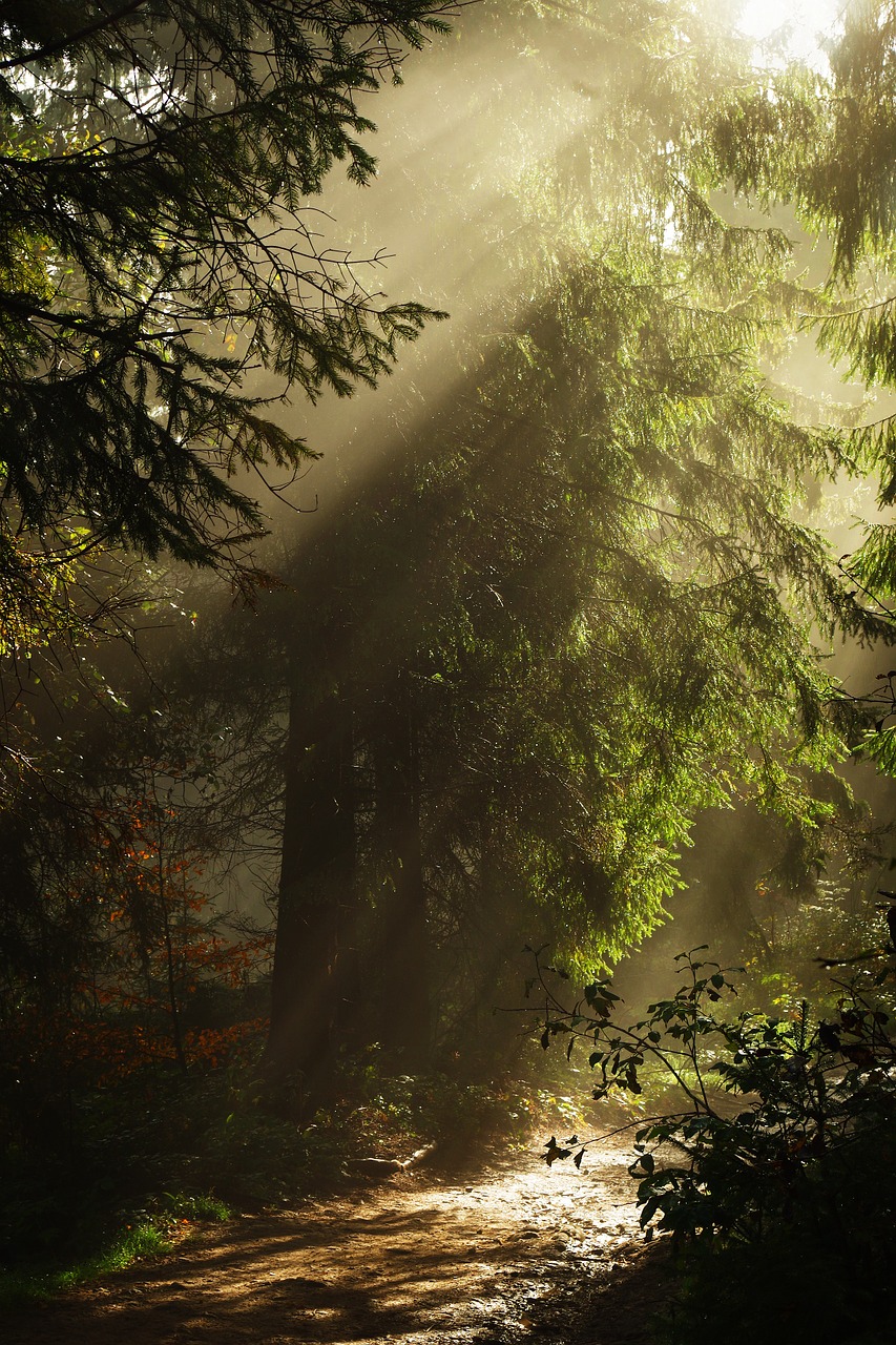 forest the fog the sun free photo