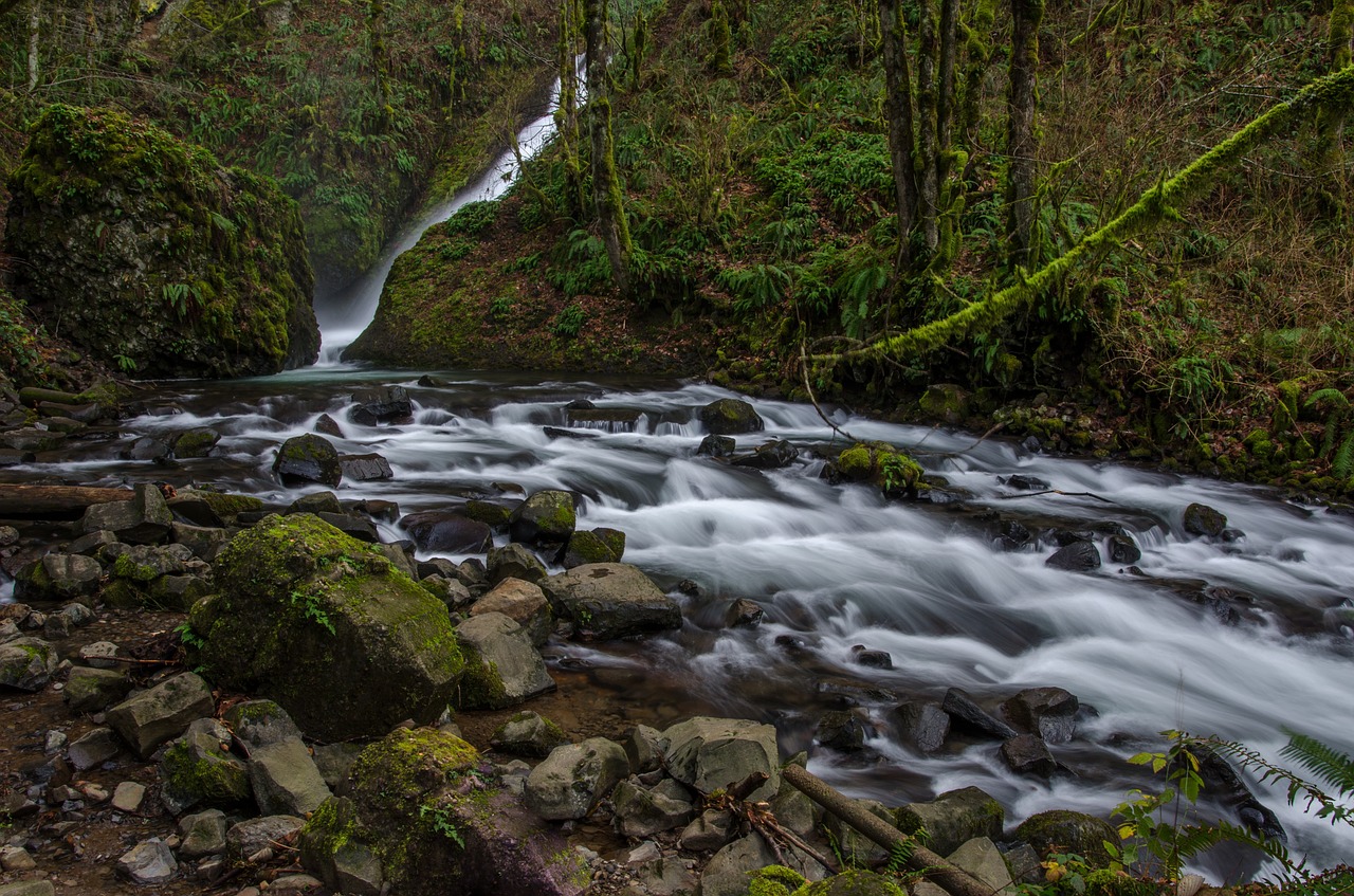 forest creek water free photo