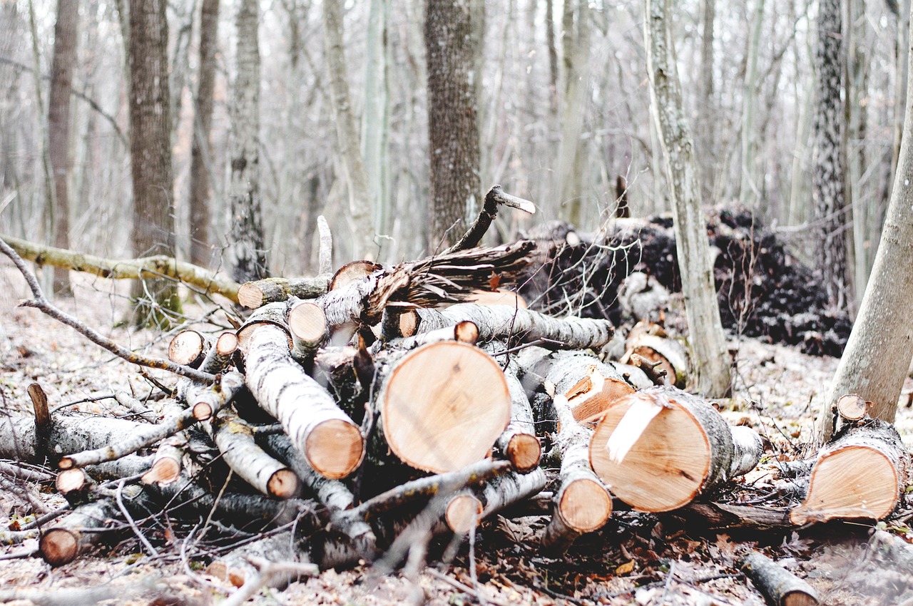 forest wood firewood free photo