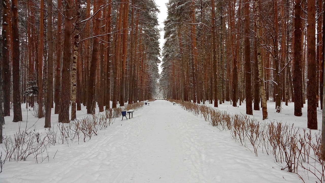 forest park snow winter nature free photo