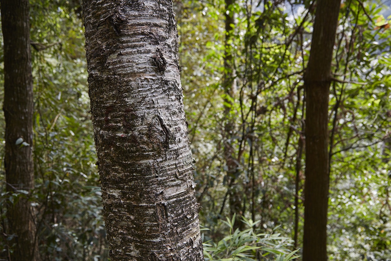 forest tree the scenery free photo