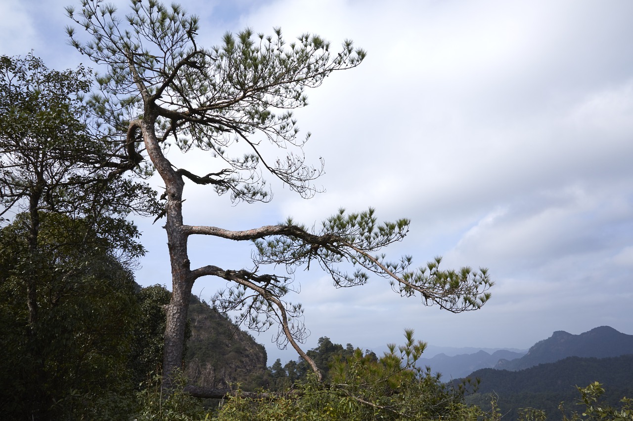 forest tree pine free photo