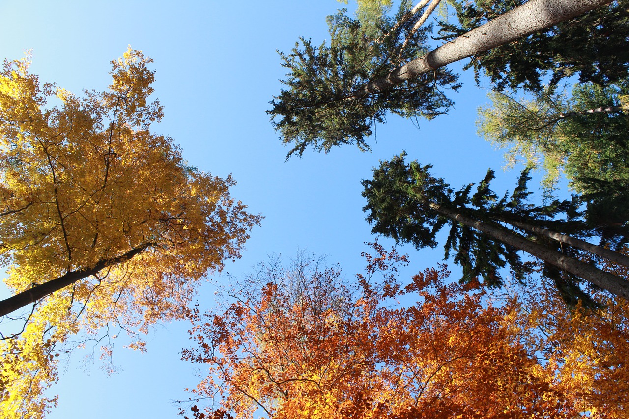 forest nature autumn free photo