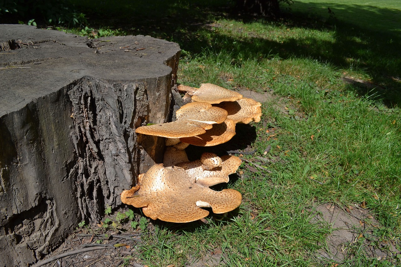 forest mushrooms hub free photo