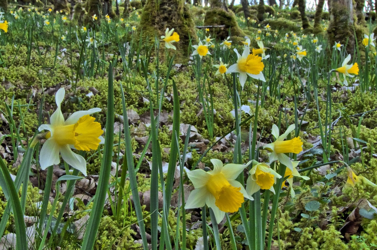 forest daffodils undergrowth free photo