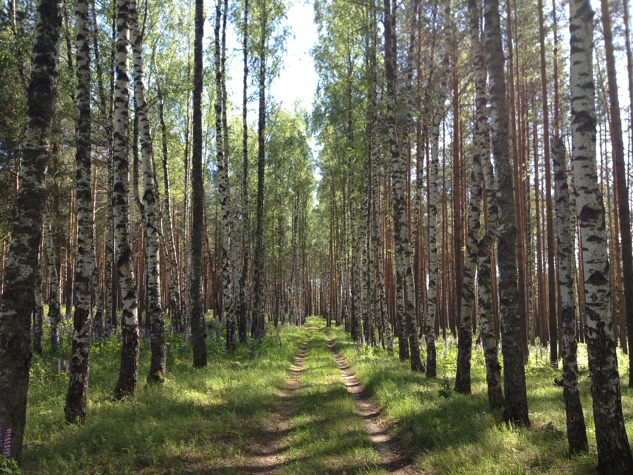 forest trees road free photo