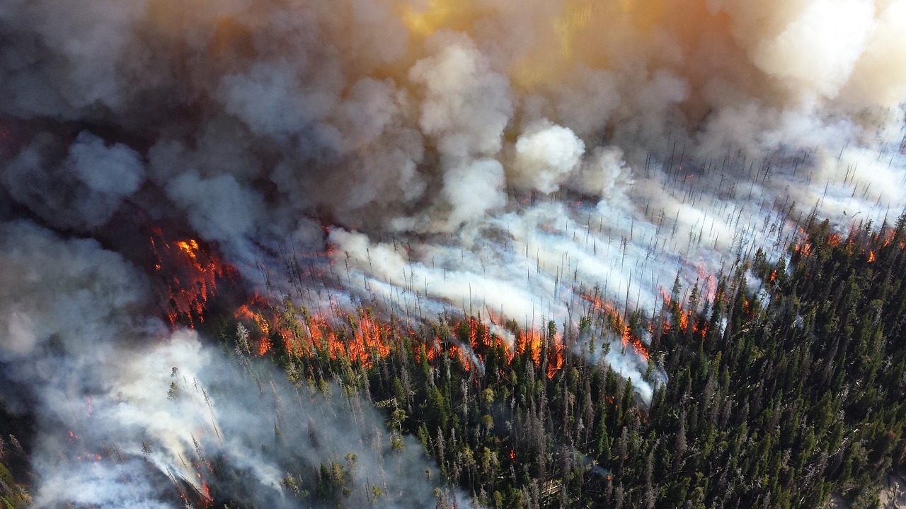 forest fire blaze free photo