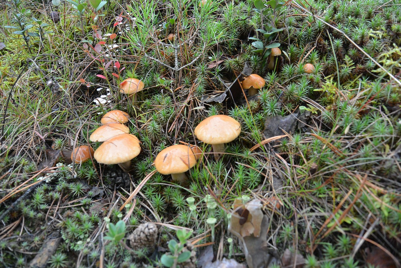 forest mushrooms tree free photo