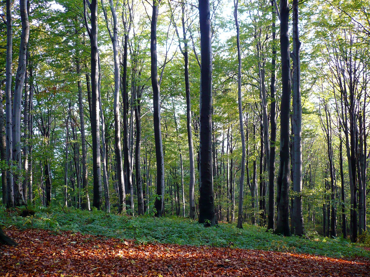 forest tree autumn free photo