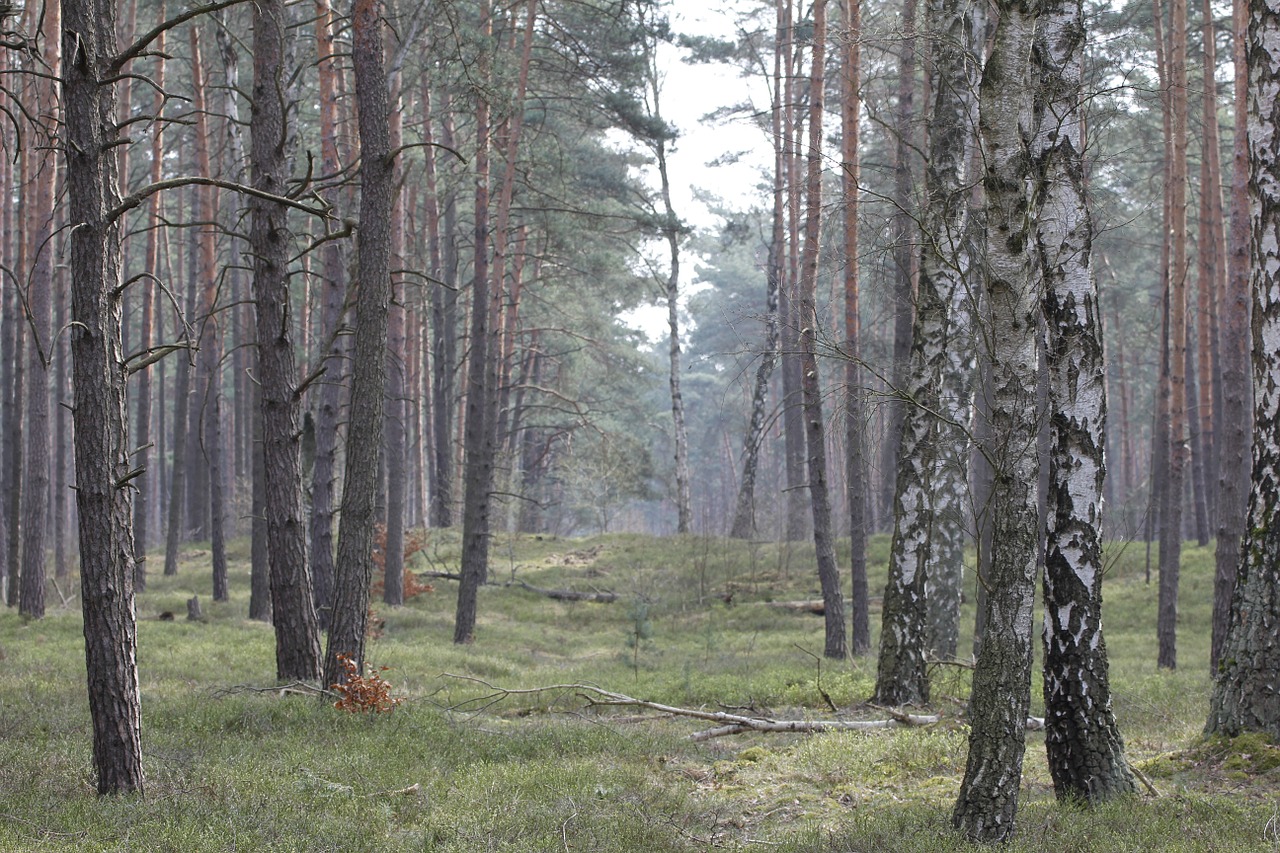 forest nature spring free photo