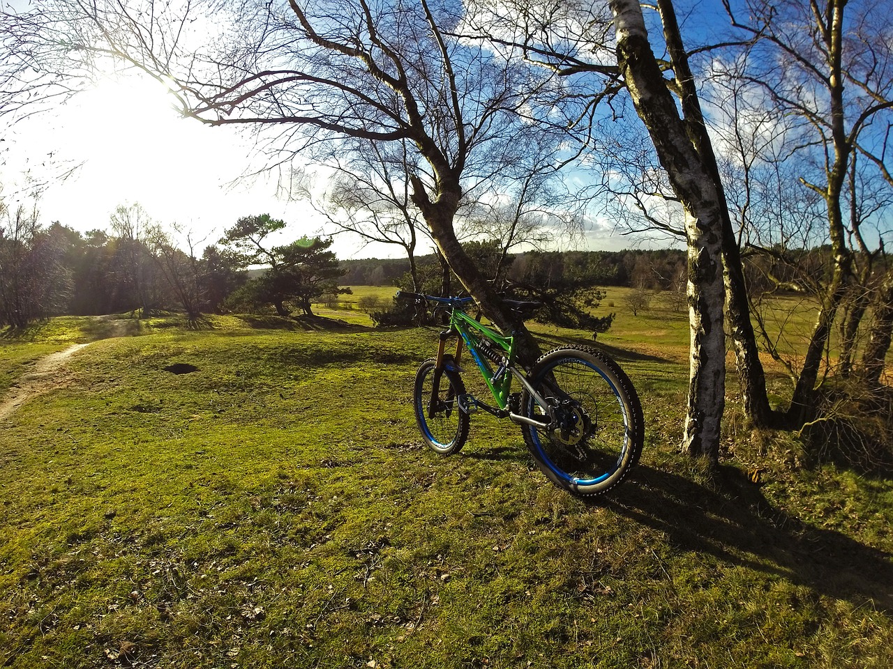 forest tree bike free photo