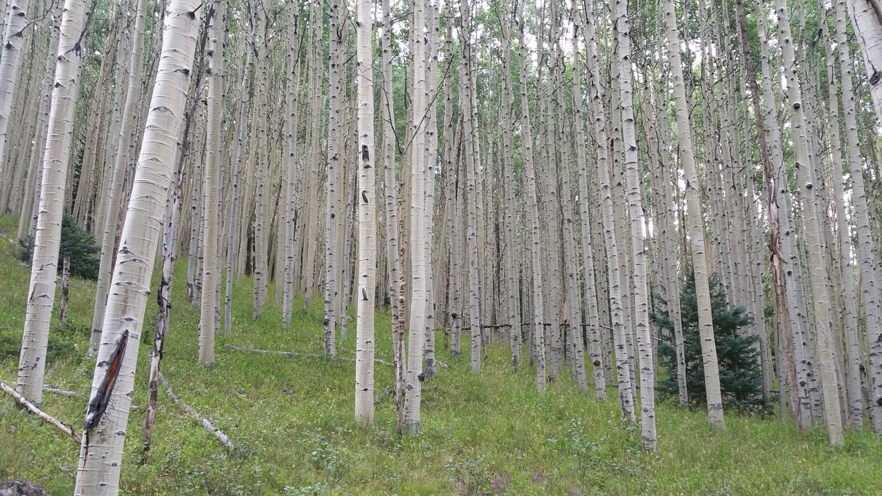 forest aspen trees free photo