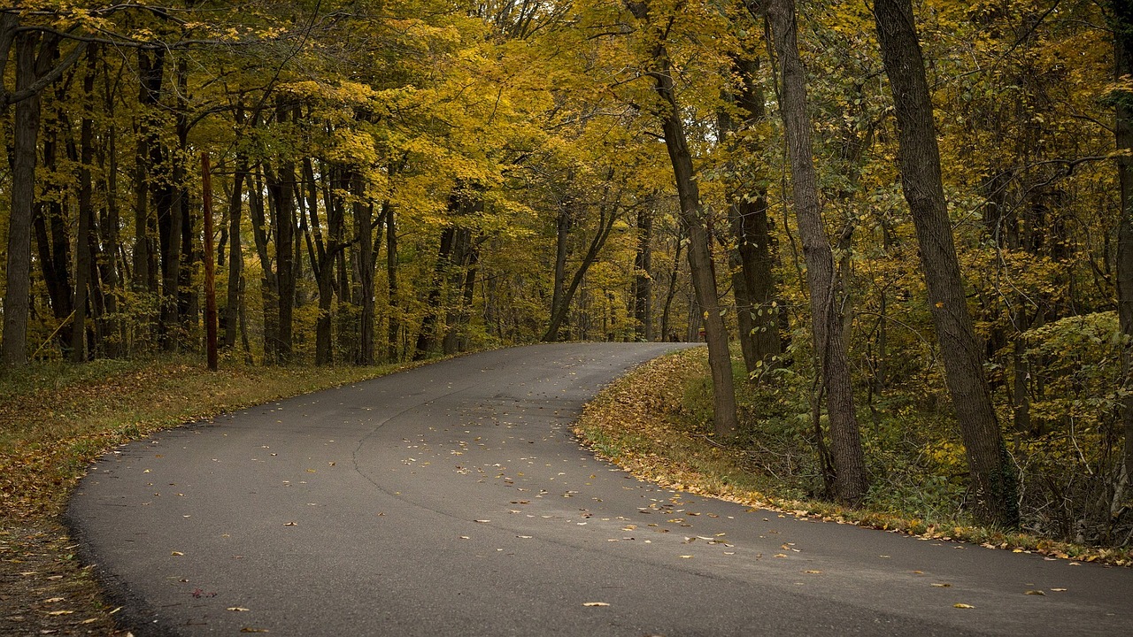 forest trees country road free photo