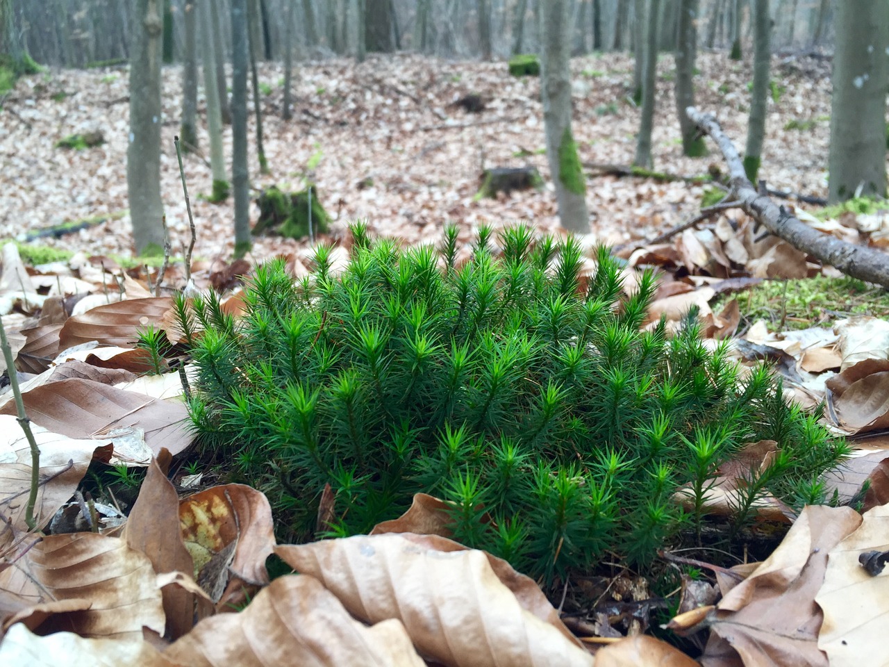 forest moss nature free photo