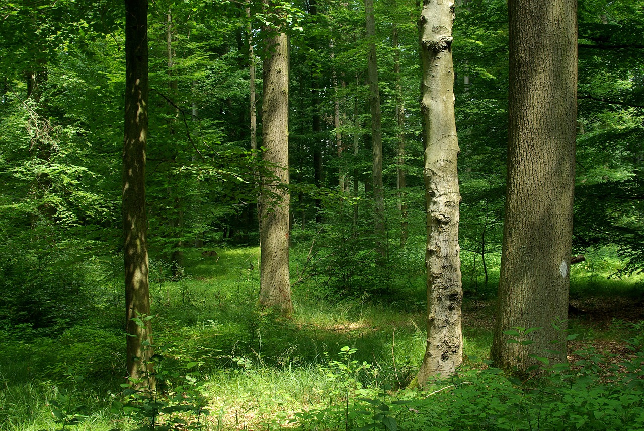 forest mixed forest trees free photo