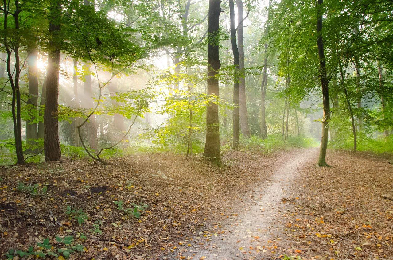 forest morning sunlight free photo