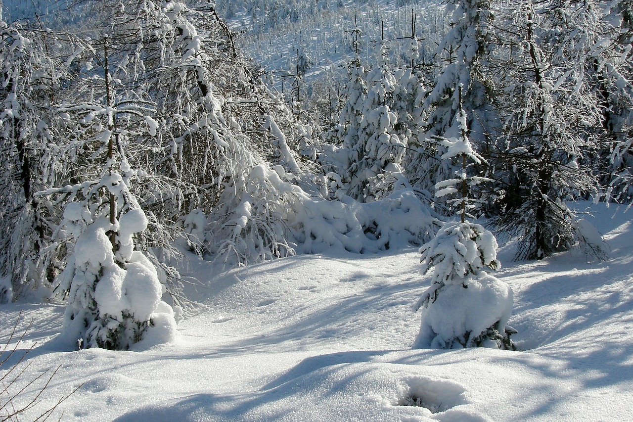 forest winter snow free photo