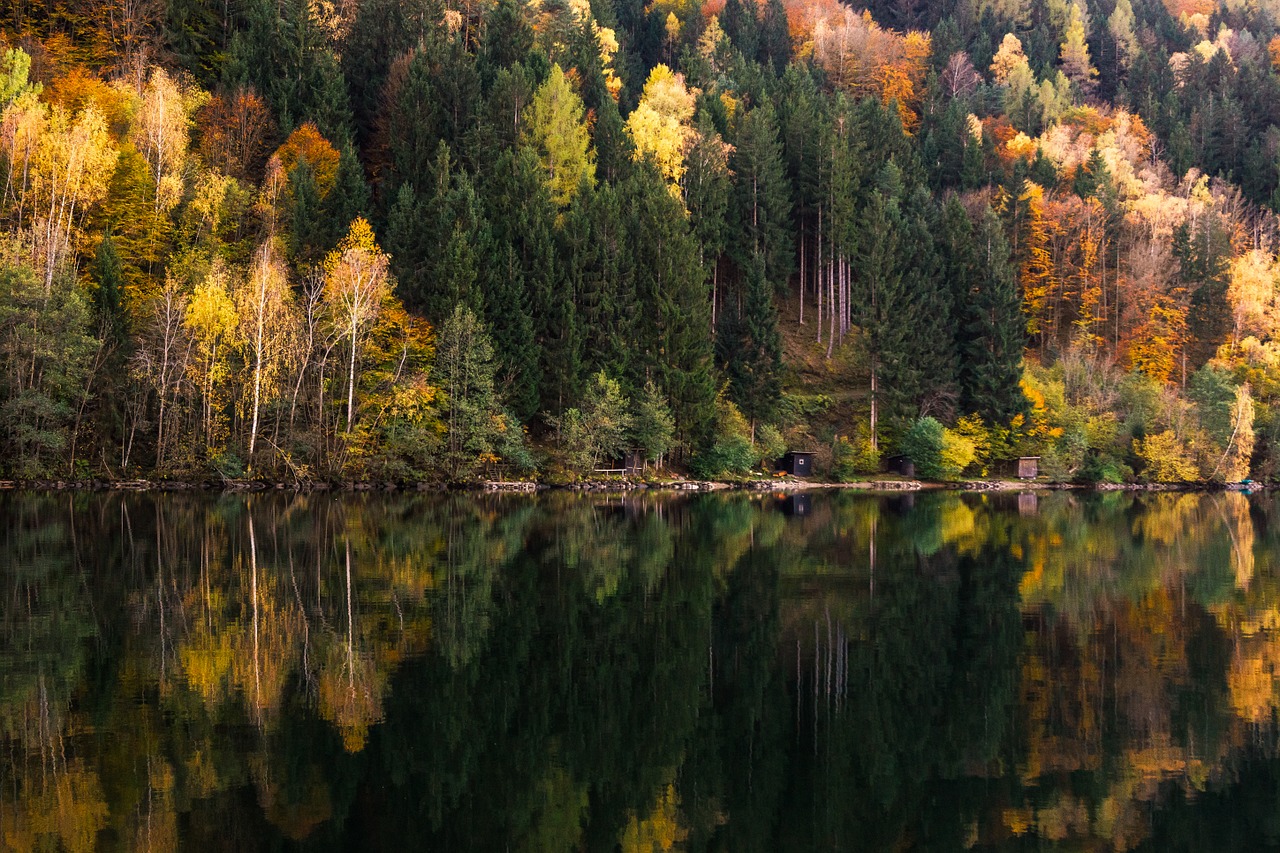 forest forest landscape tree free photo