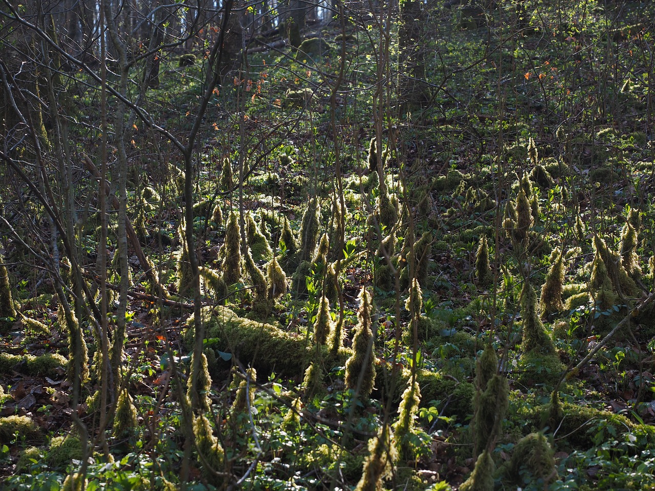 forest back light moss free photo