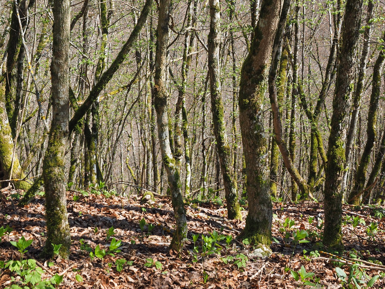 forest tree trunks nature free photo