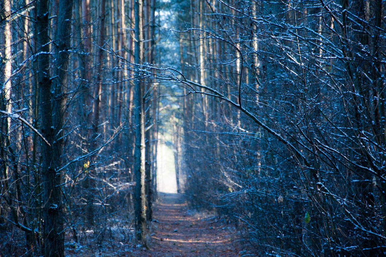 forest winter poland free photo