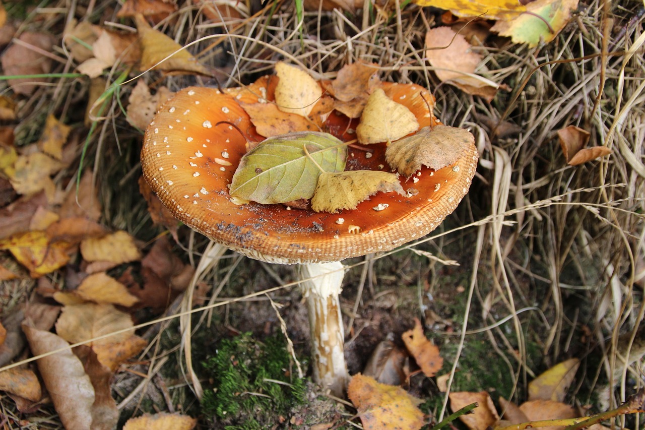 forest nature mushroom free photo