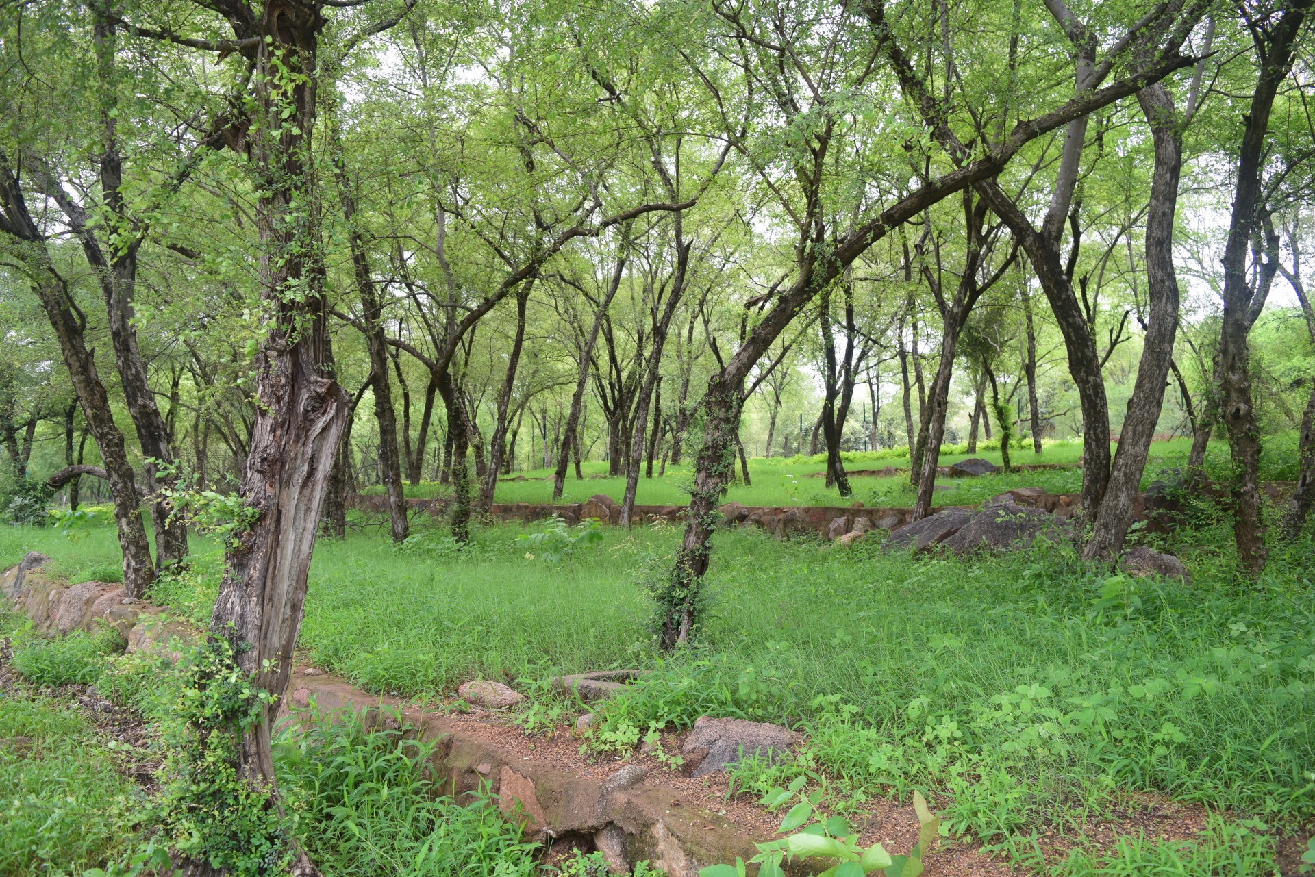 forest field trees free photo