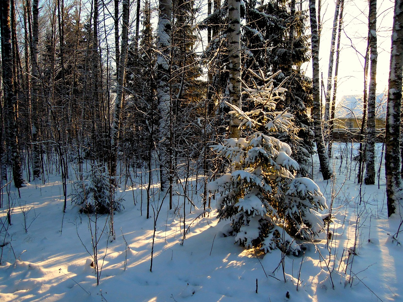 forest tree finnish free photo