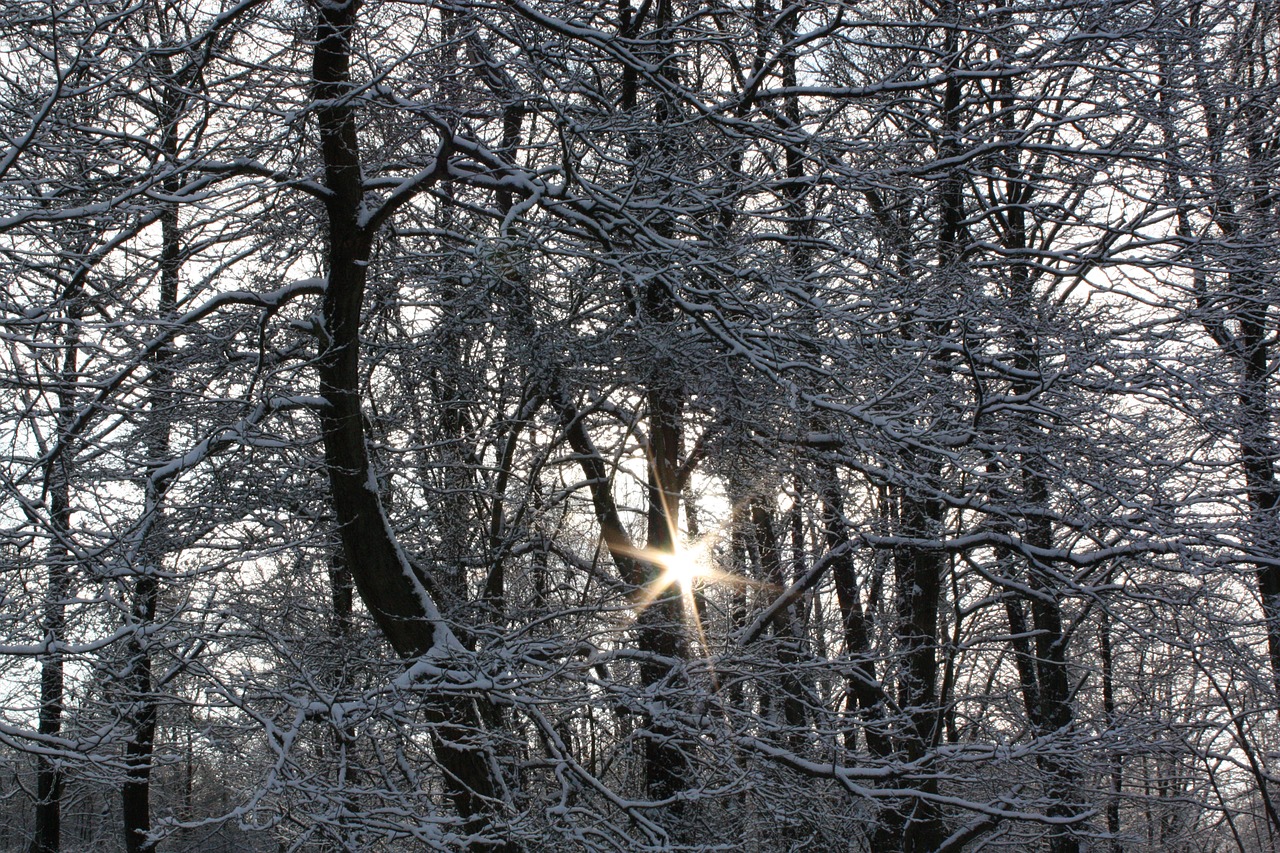 forest snow frost free photo