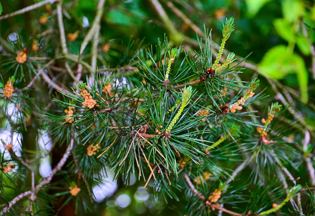 forest pine tree free photo