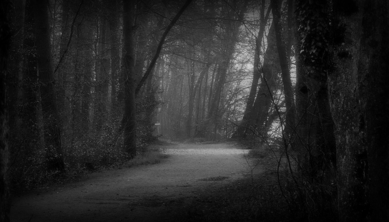 forest nature black and white free photo