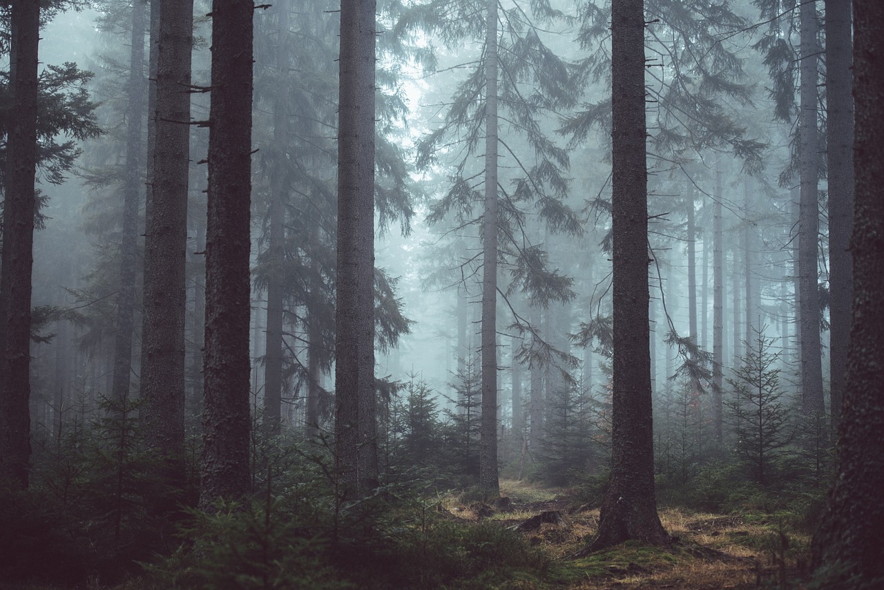 forest woods misty free photo