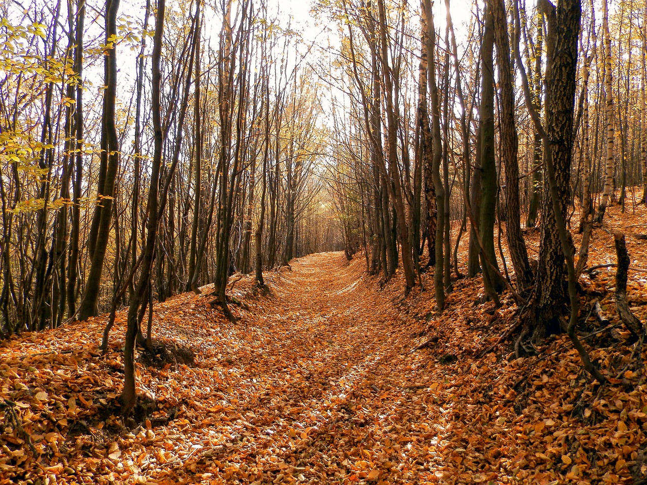 forest leaf slovakia free photo