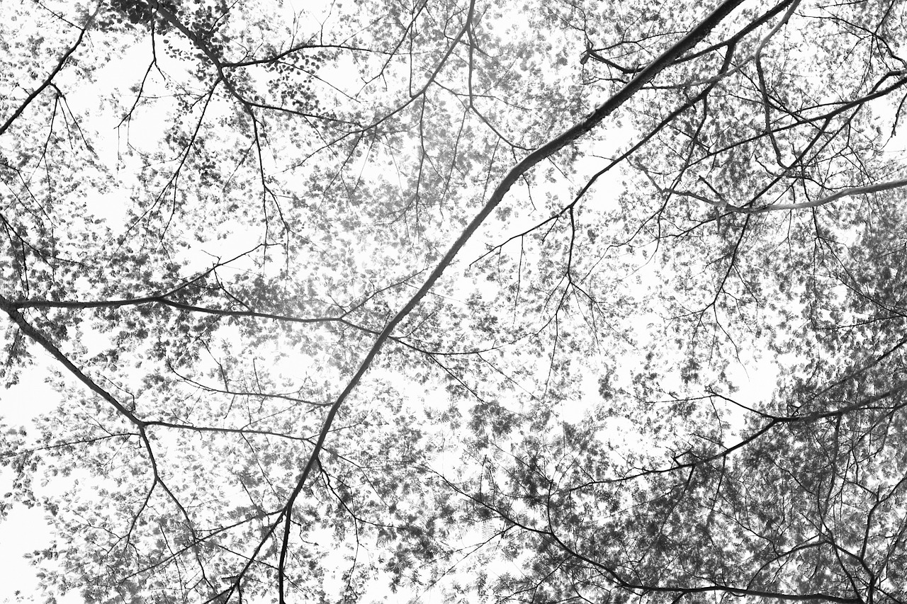 forest leaves branches free photo