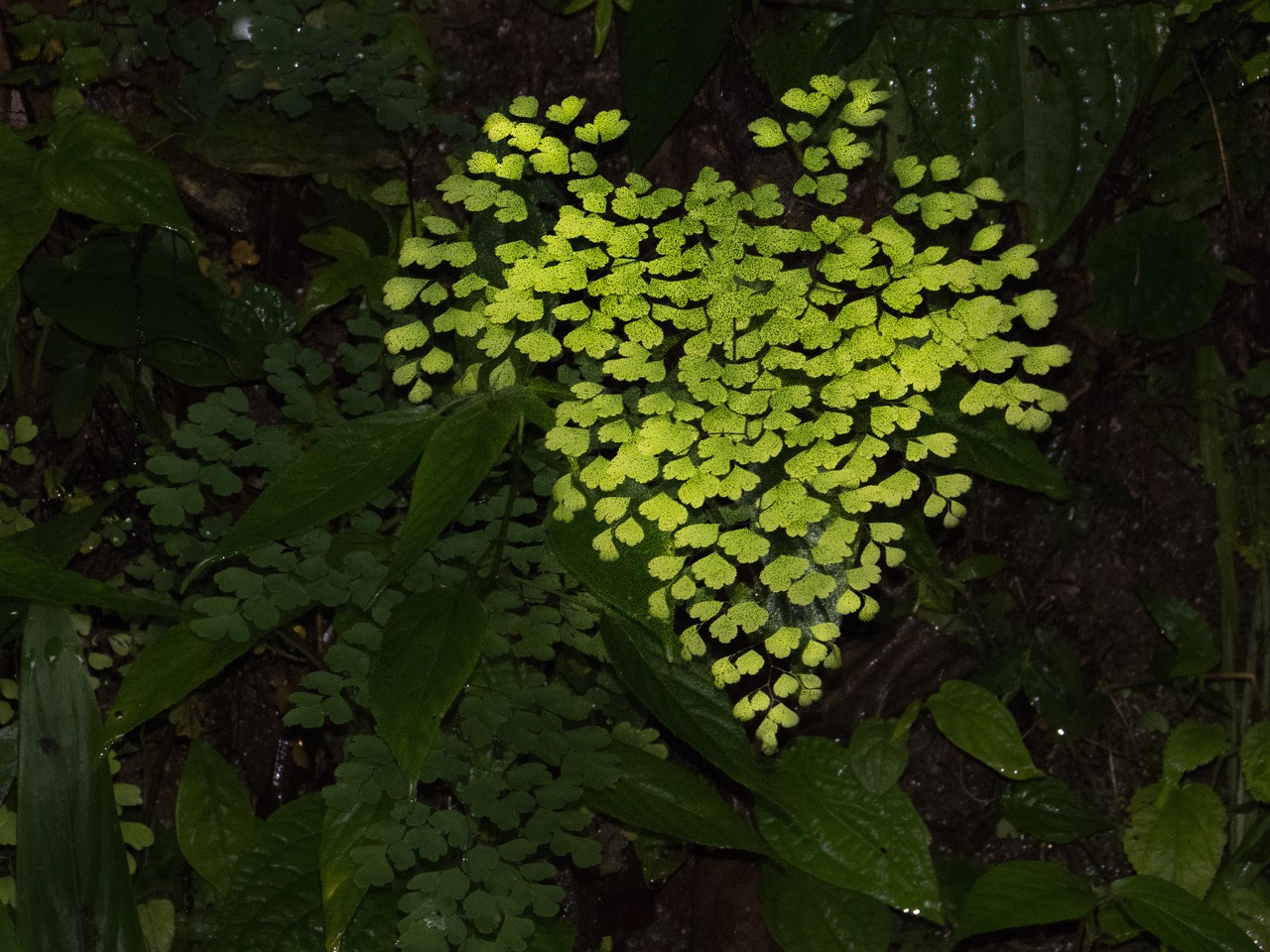 forest nature plants free photo