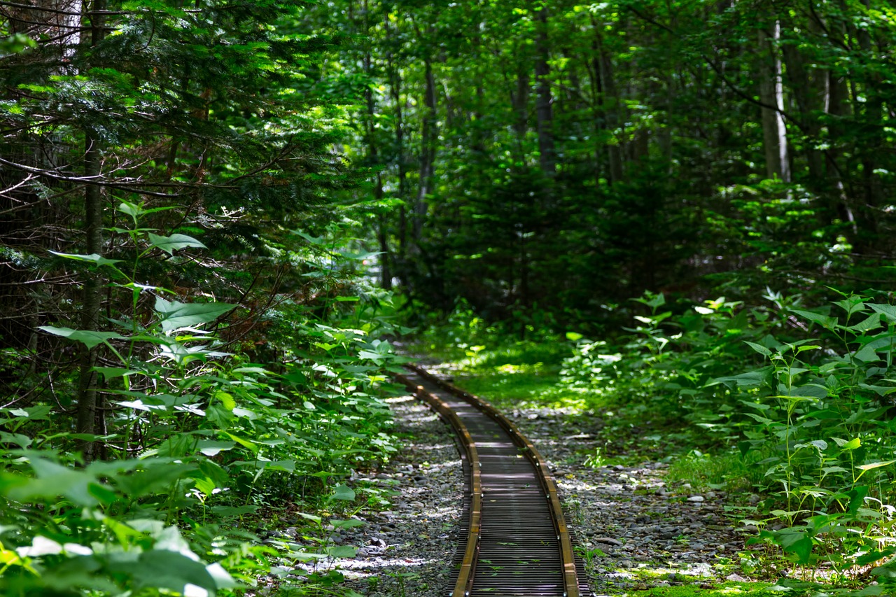 forest plant nature free photo