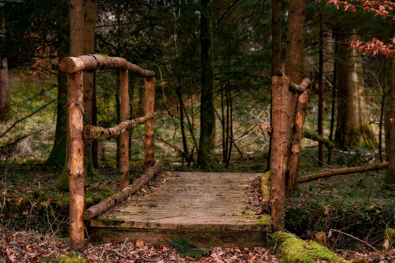 forest bridge web free photo