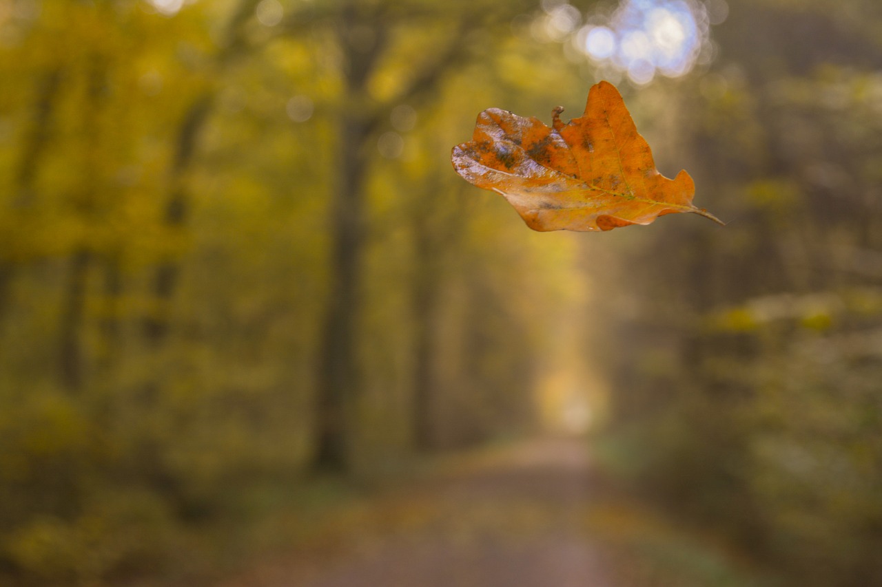 forest autumn leaf free photo