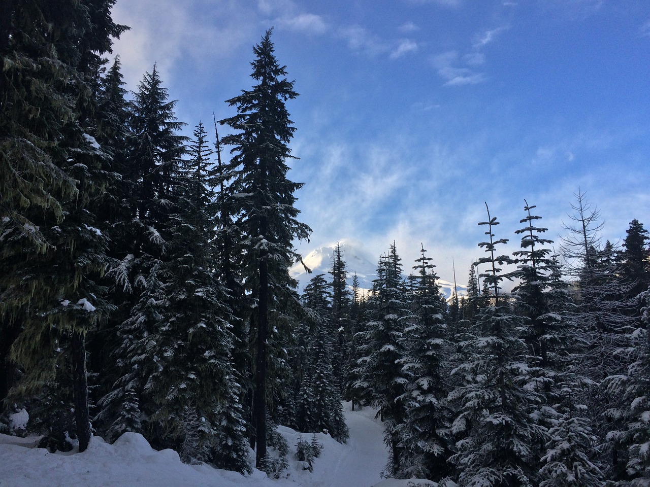 forest trees snow free photo